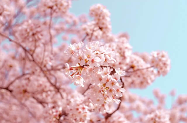 大阪城公園の桜2024屋台はいつまで？営業時間や場所を解説！