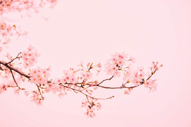 大阪城公園の桜2024屋台はいつまで？営業時間や場所を解説！