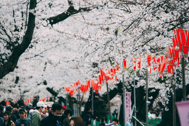京都円山公園花見2024の屋台は何時まで？出店一覧も紹介！