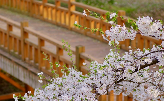京都円山公園花見2024の屋台は何時まで？出店一覧も紹介！